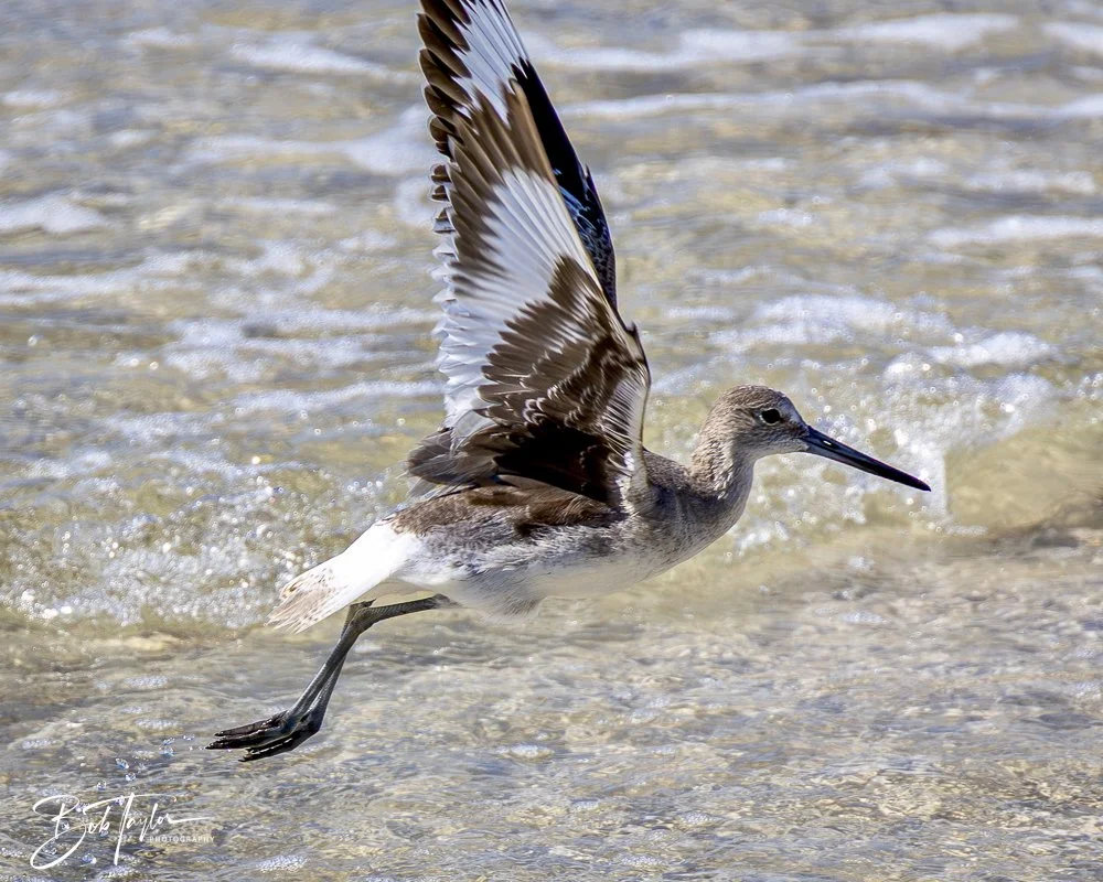 20250410-SASP Shoreline -19.jpeg