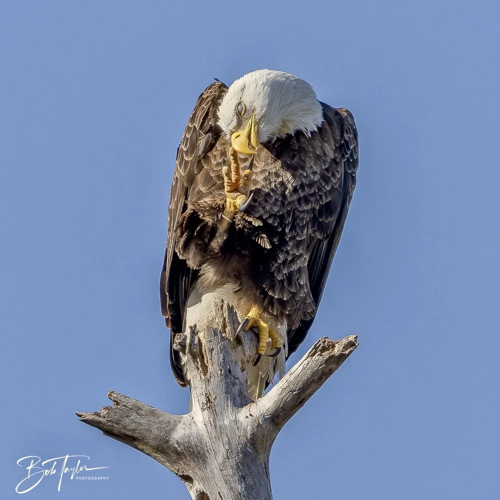 20250203-SASP Eagle -5.jpeg