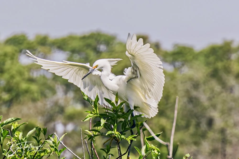 20250410-SASP Gator Lake -20.jpeg