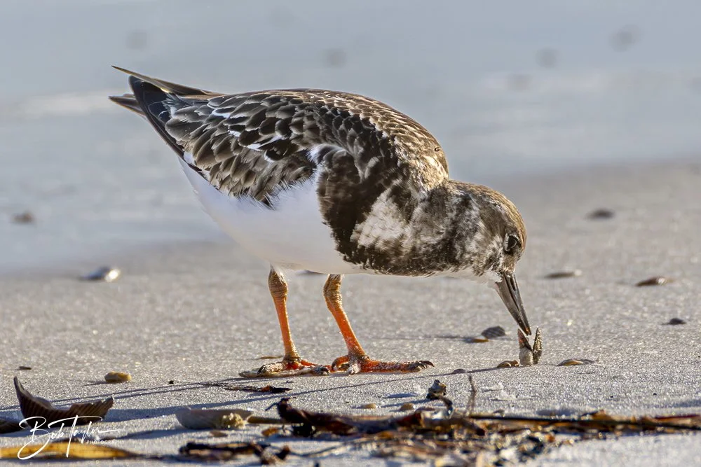 20250129-SASP Birds 1 -16.jpeg