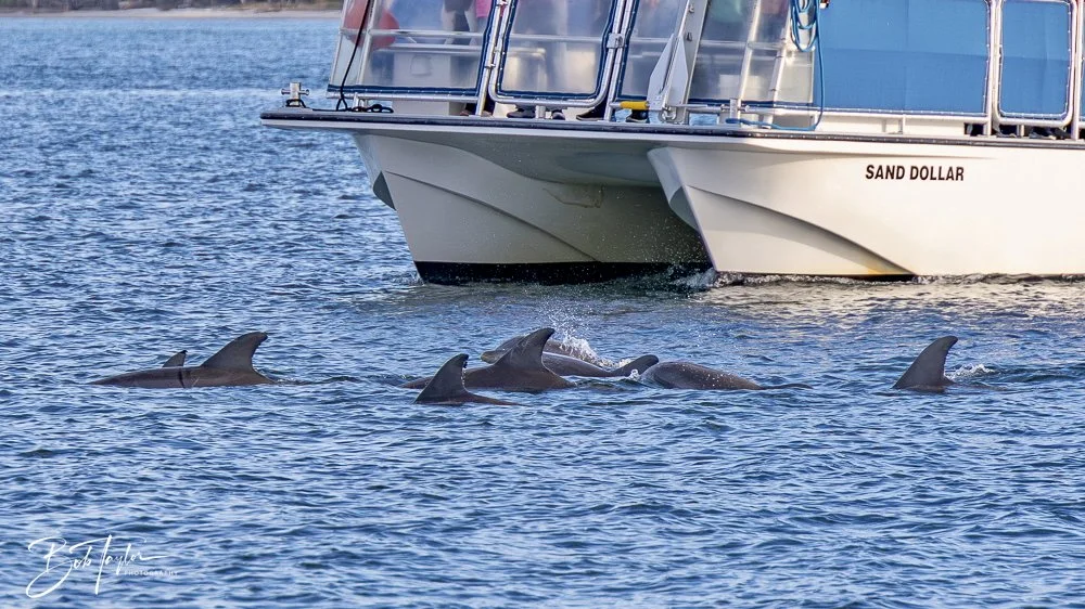 20250201-SASP Dolphins -3.jpeg