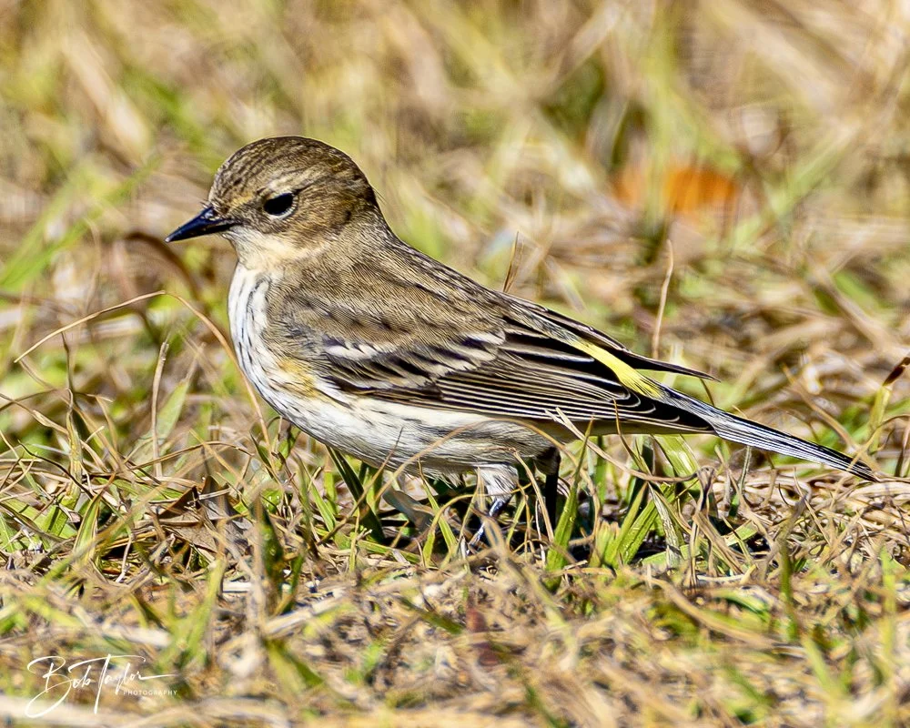 20250130-SASP Birds 1 -41.jpeg