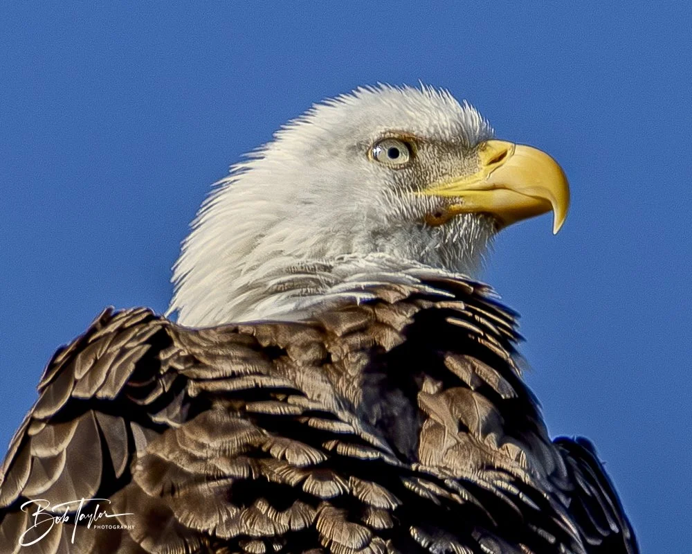 20250203-SASP Eagle -3.jpeg