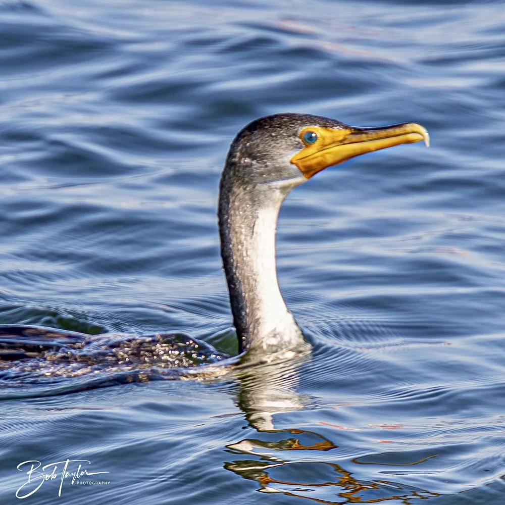 20250410-SASP Shoreline -8.jpeg