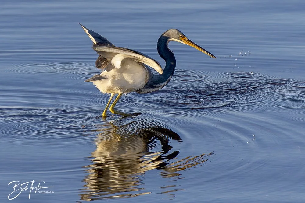 20250202-SASP Birds 1 -69.jpeg