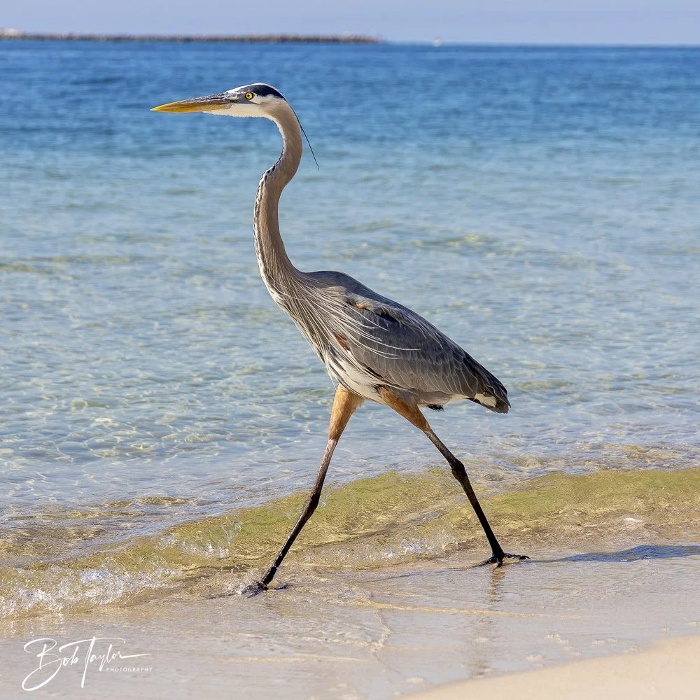 20250410-SASP Shoreline -12.jpeg