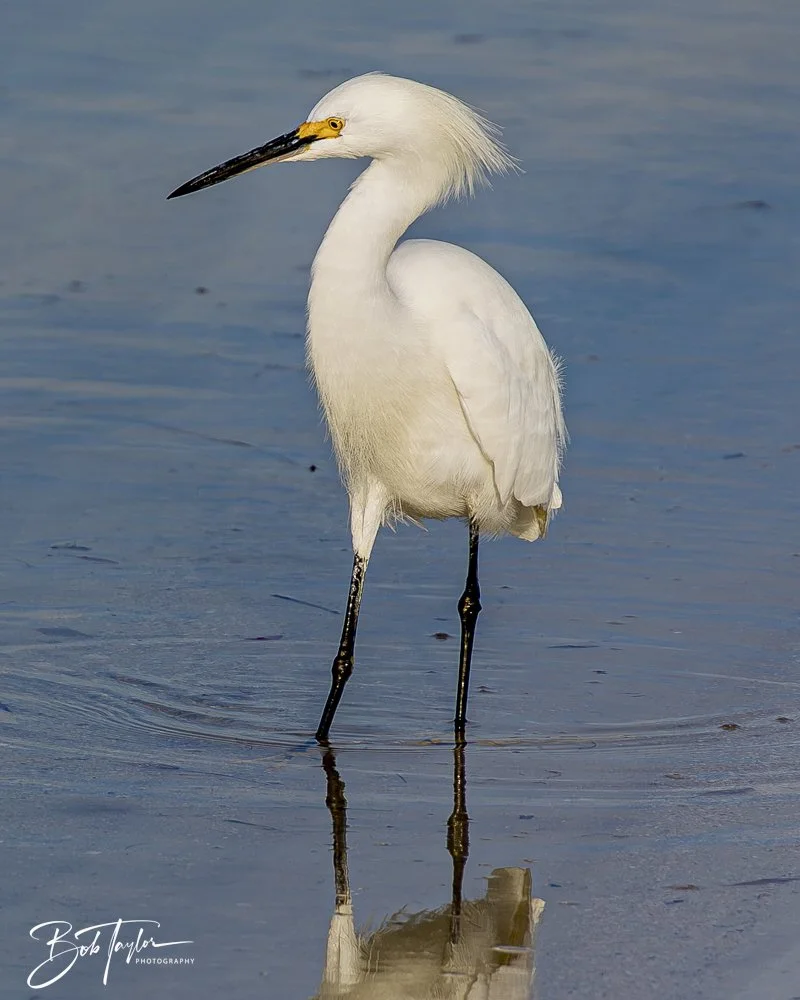 20250201-SASP Birds 1 -47.jpeg