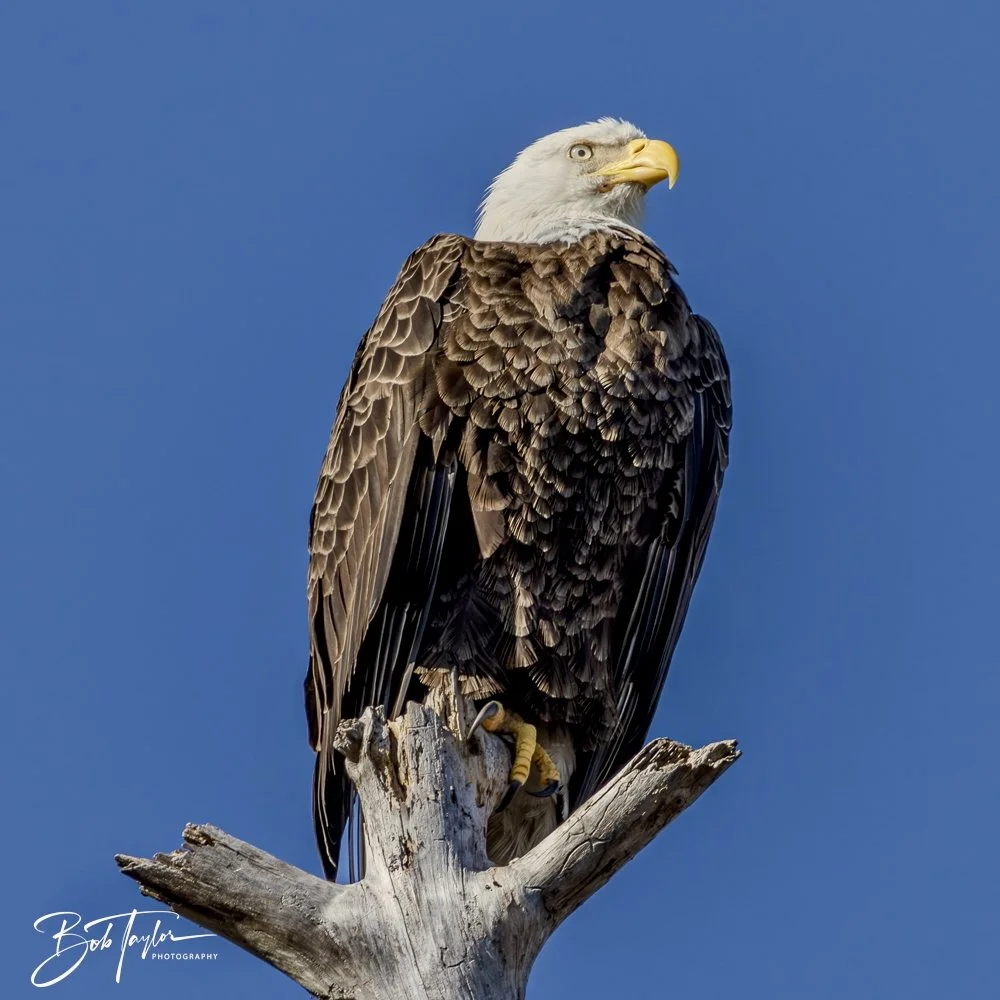 20250203-SASP Eagle -1.jpeg