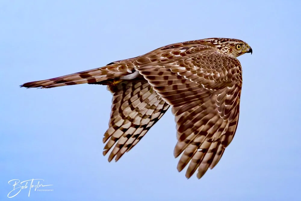 20250129-SASP Hawk -2.jpeg