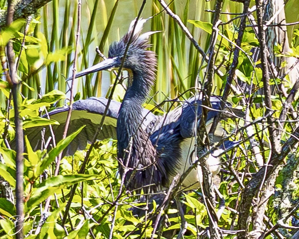 20250410-SASP Gator Lake -17.jpeg