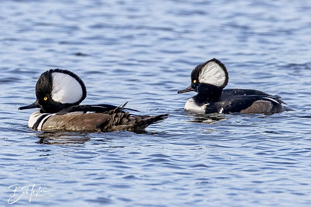 20250204-SASP Hooded Merganzers -4.jpeg