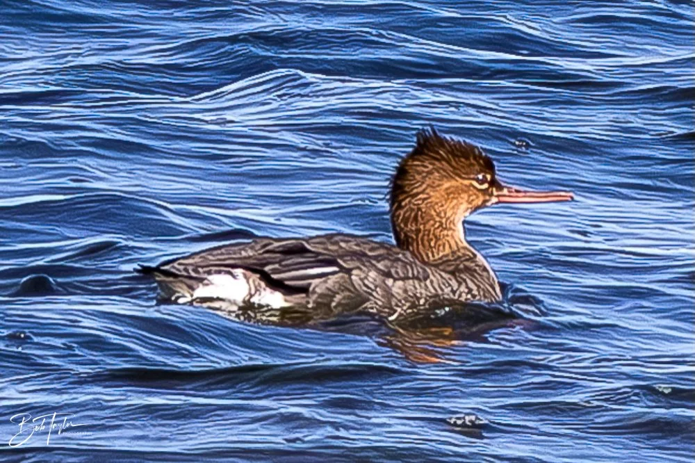 20231128-SASP 2023 -262.jpg