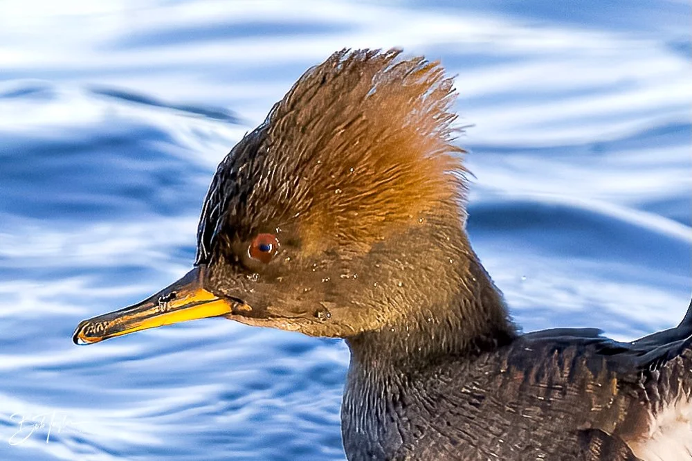 20231127-SASP 2023 -248.jpg