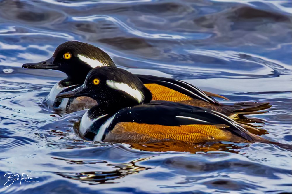 20231205-SASP 2023 -283.jpg