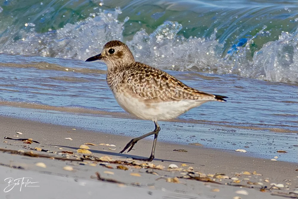 20231127-SASP 2023 -242.jpg