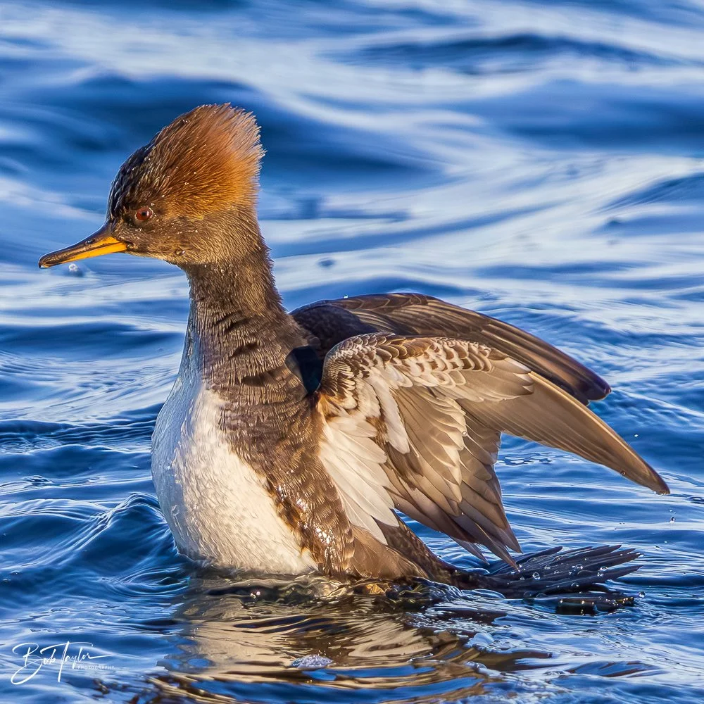 20231127-SASP 2023 -247.jpg