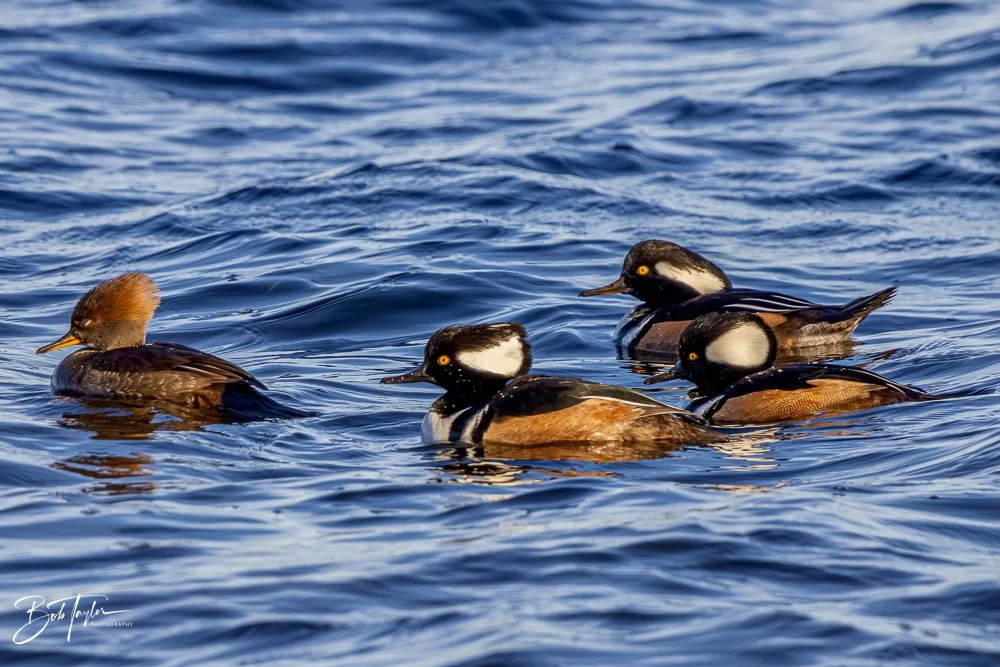 20231127-SASP 2023 -245.jpg