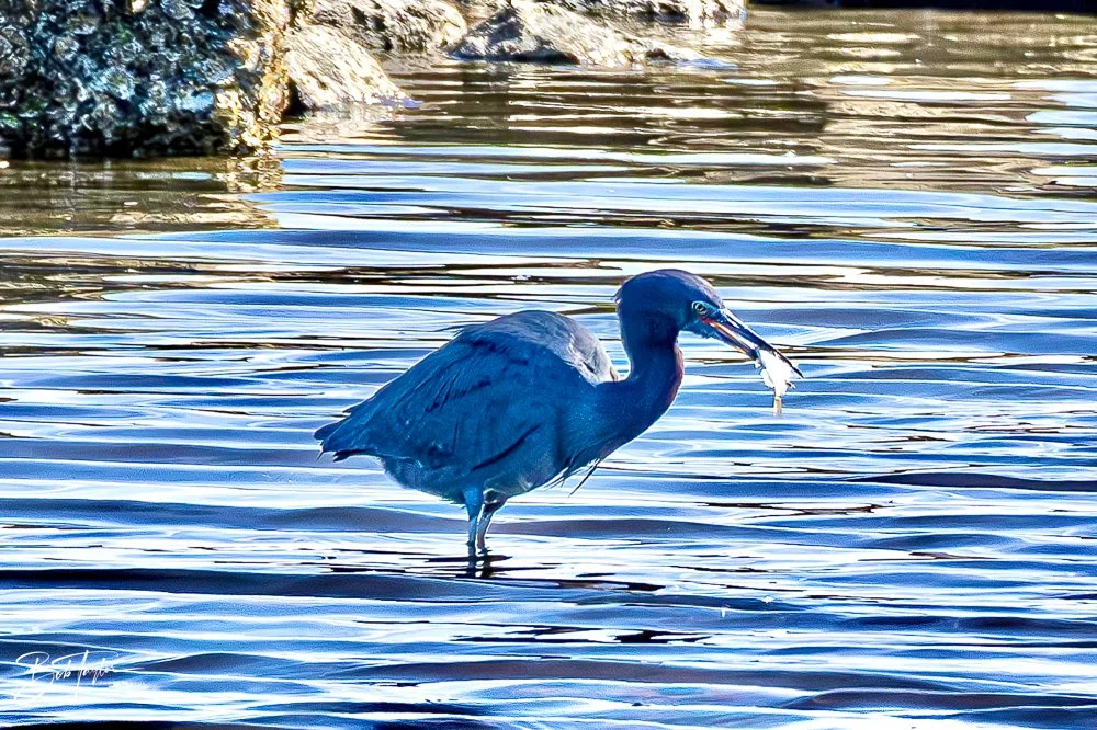 20231128-SASP 2023 -263.jpg