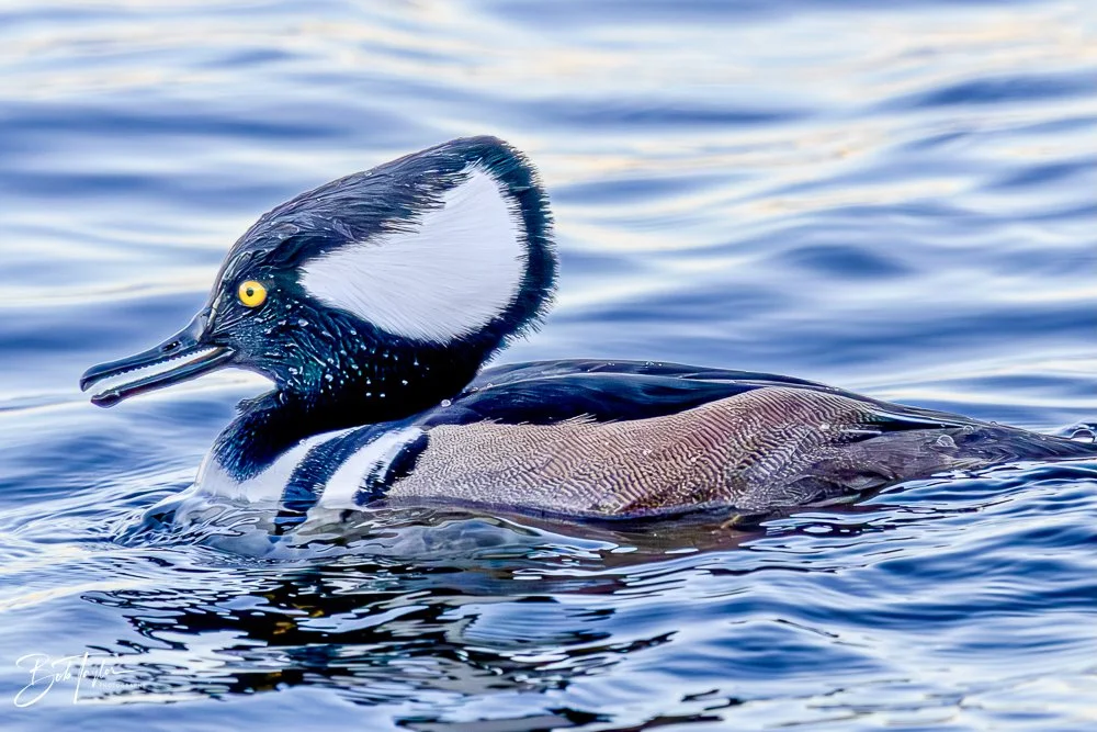 20231128-SASP 2023 -266.jpg