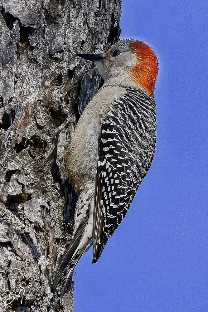 20231127-SASP 2023 -237.jpg