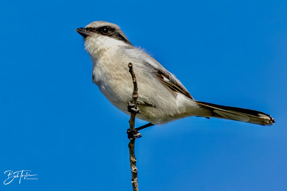 20231127-SASP 2023 -238.jpg