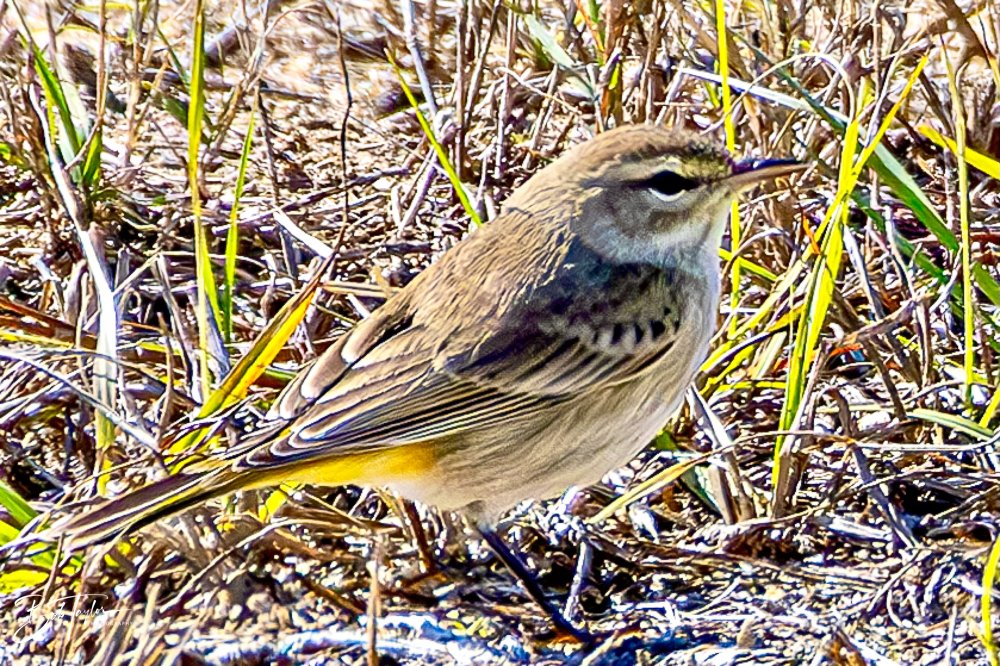 20231128-SASP 2023 -265.jpg