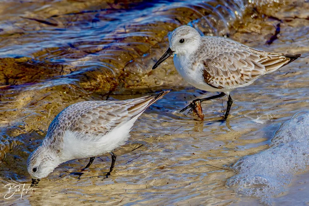 20231127-SASP 2023 -240.jpg