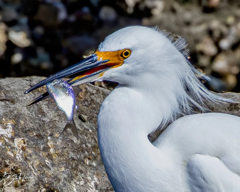 20231128-SASP 2023 -261.jpg