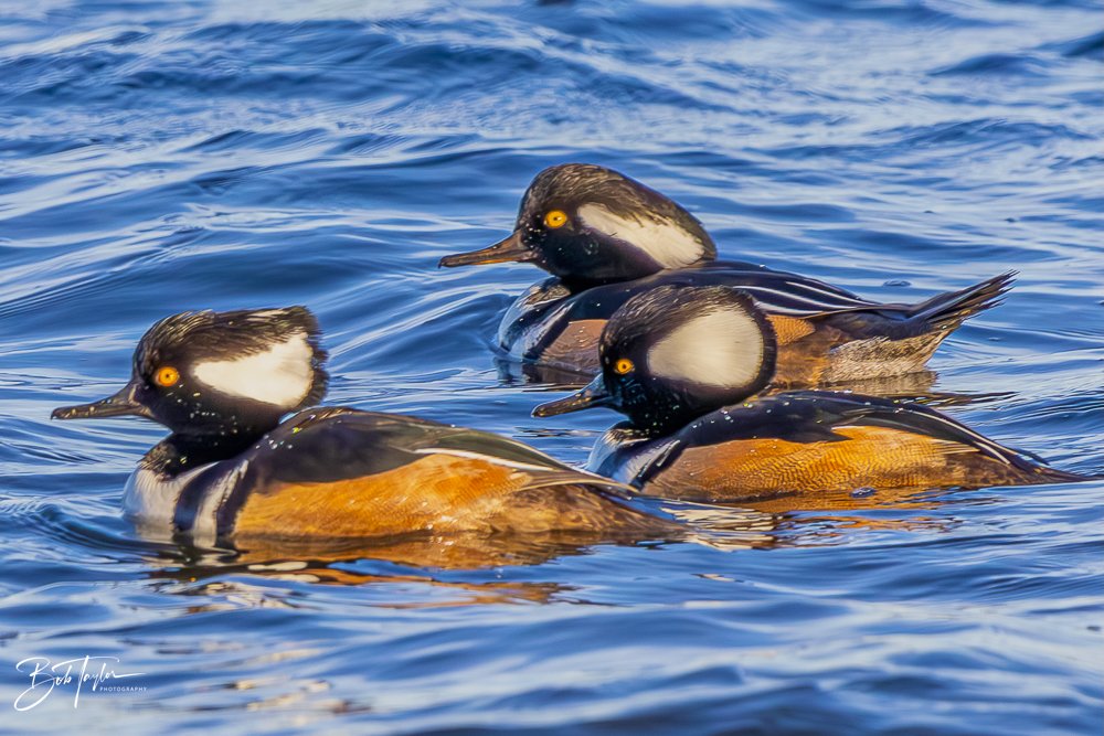 20231127-SASP 2023 -246.jpg