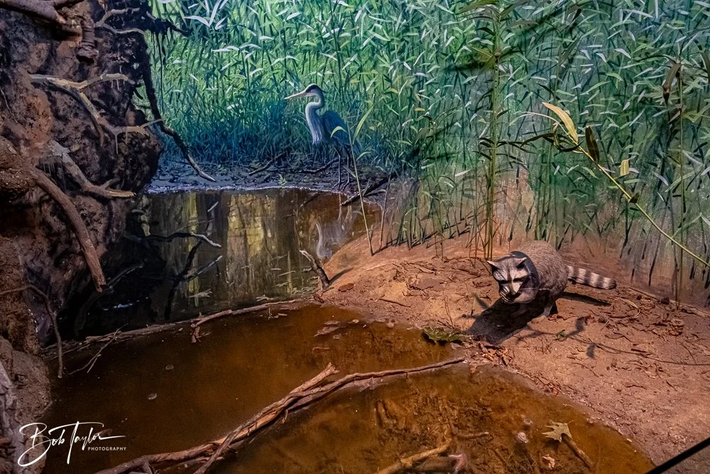 20250925-Congaree -24.jpg