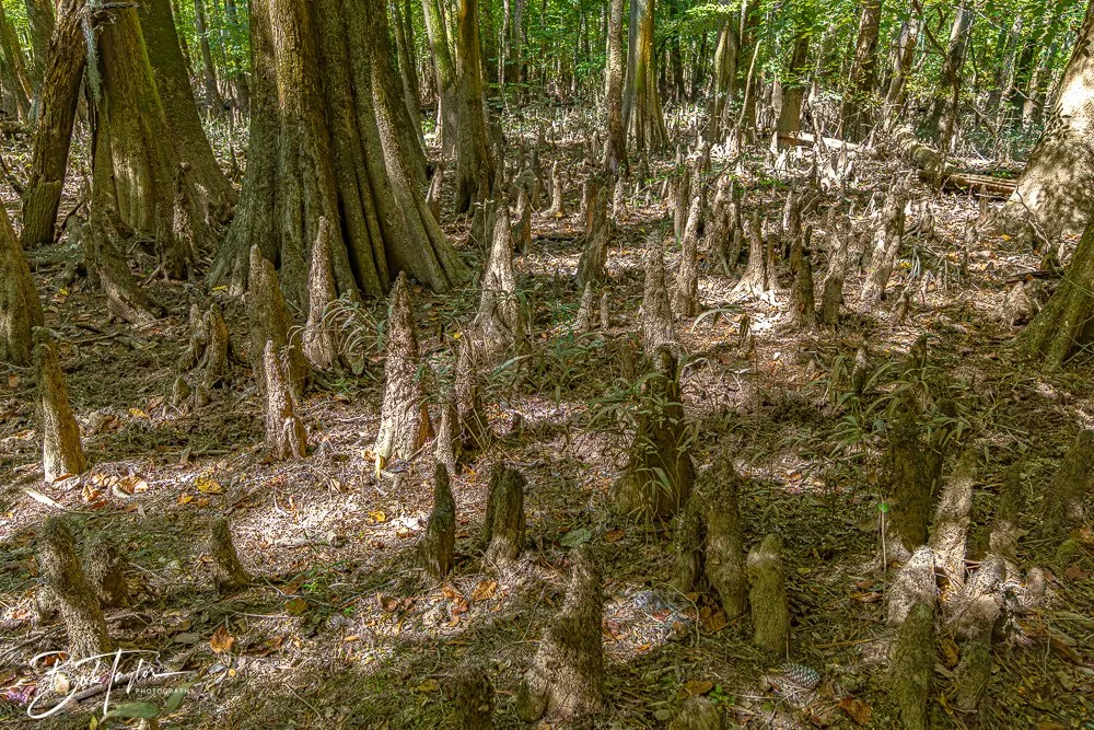 20250925-Congaree -14.jpg