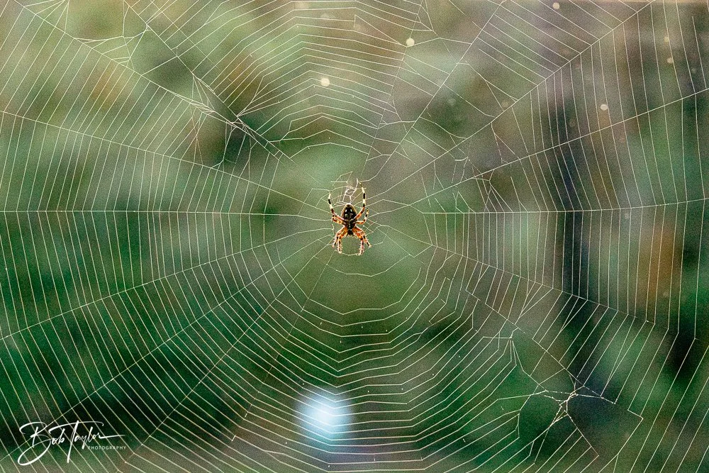 20250925-Congaree -1.jpg