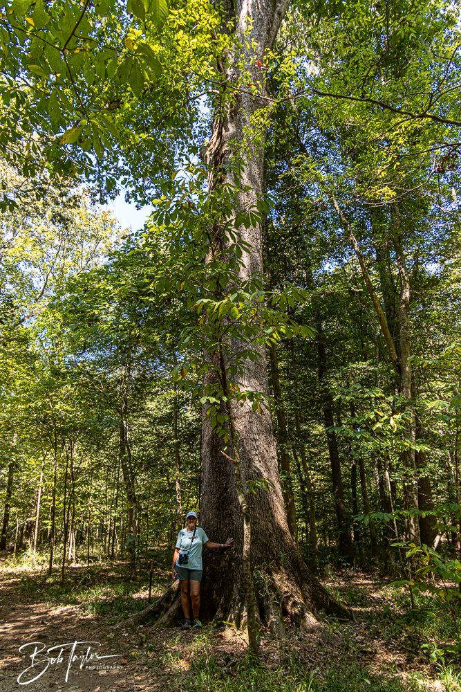 20250925-Congaree -31.jpg