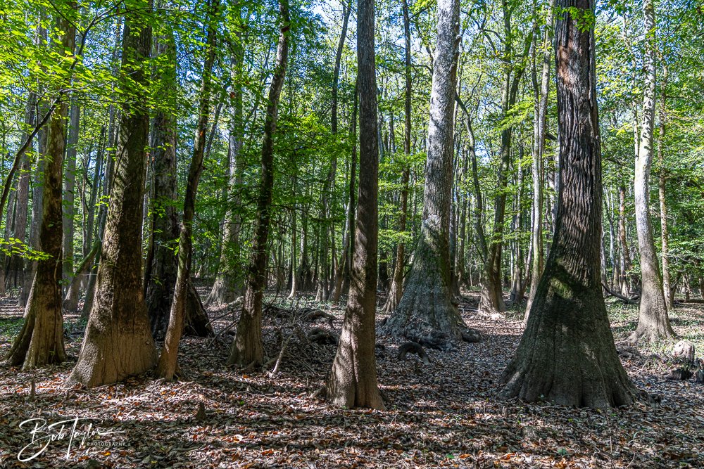 20250925-Congaree -22.jpg