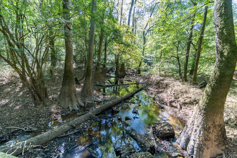 20250925-Congaree -23.jpg