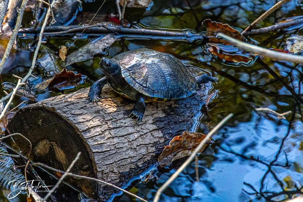 20250925-Congaree -7.jpg