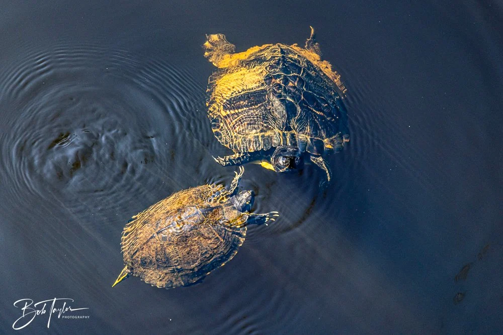 20250925-Congaree -8.jpg