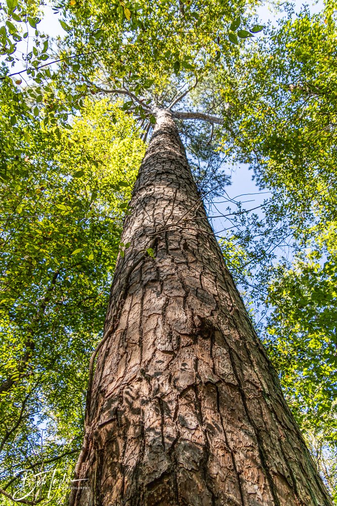 20250925-Congaree -4.jpg