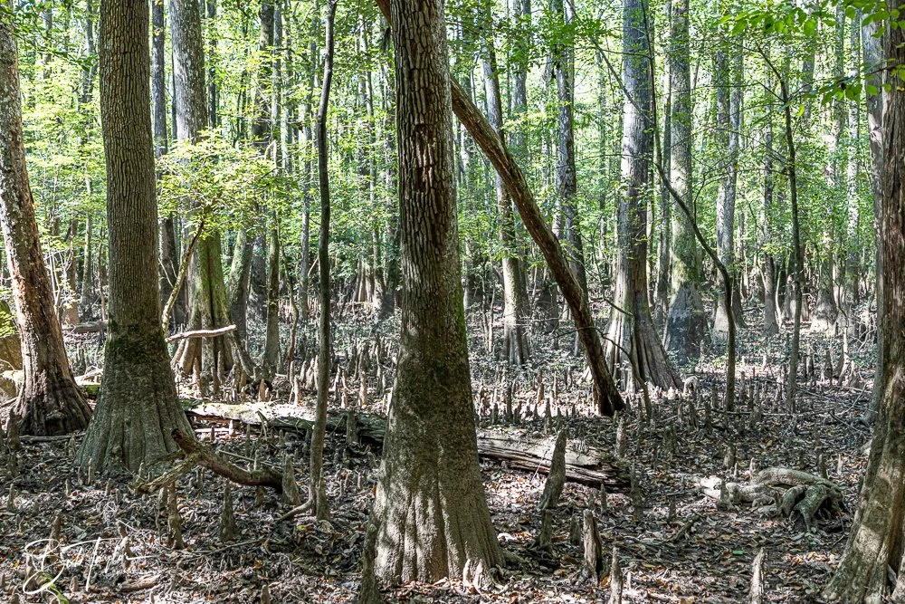 20250925-Congaree -13.jpg