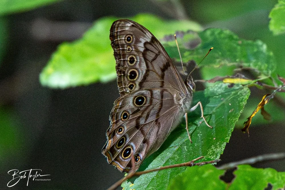 20250925-Congaree -6.jpg