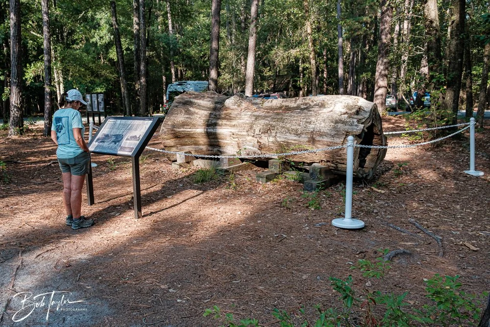 20250925-Congaree -17.jpg