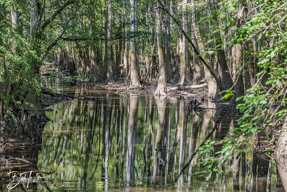 20250925-Congaree -27.jpg