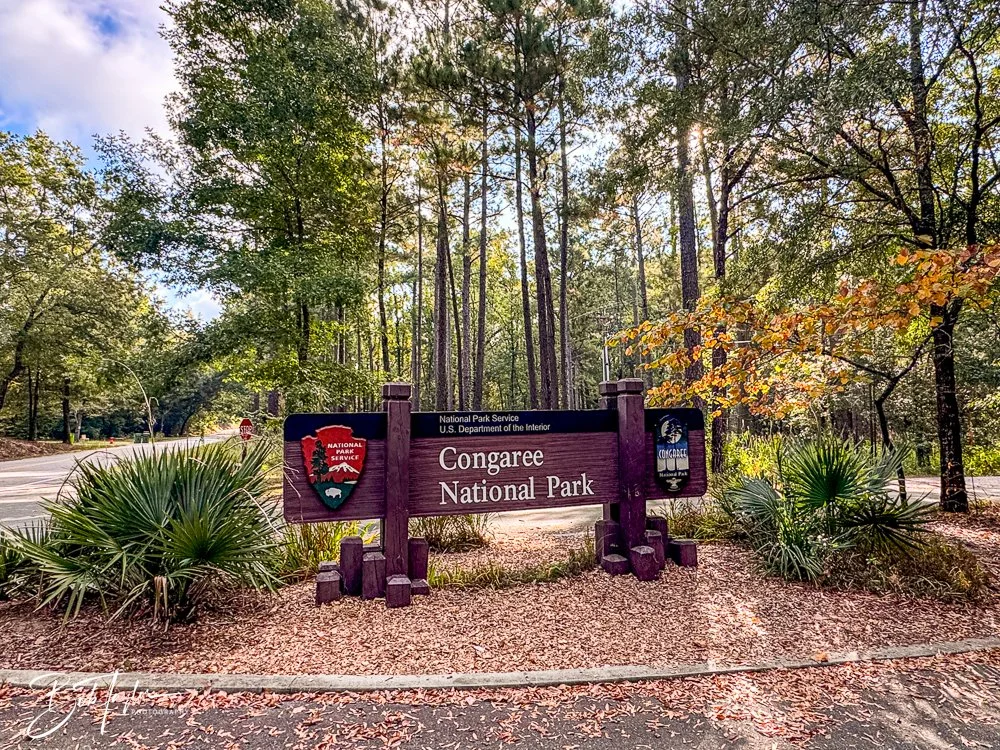 20250925-Congaree -11.jpg