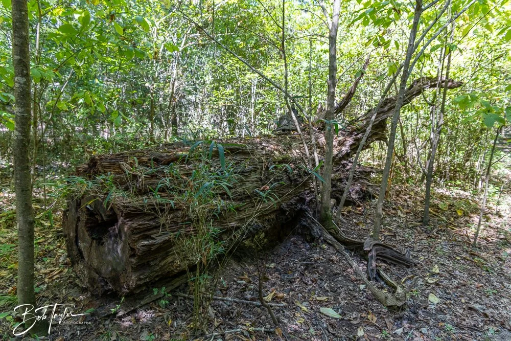 20250925-Congaree -32.jpg