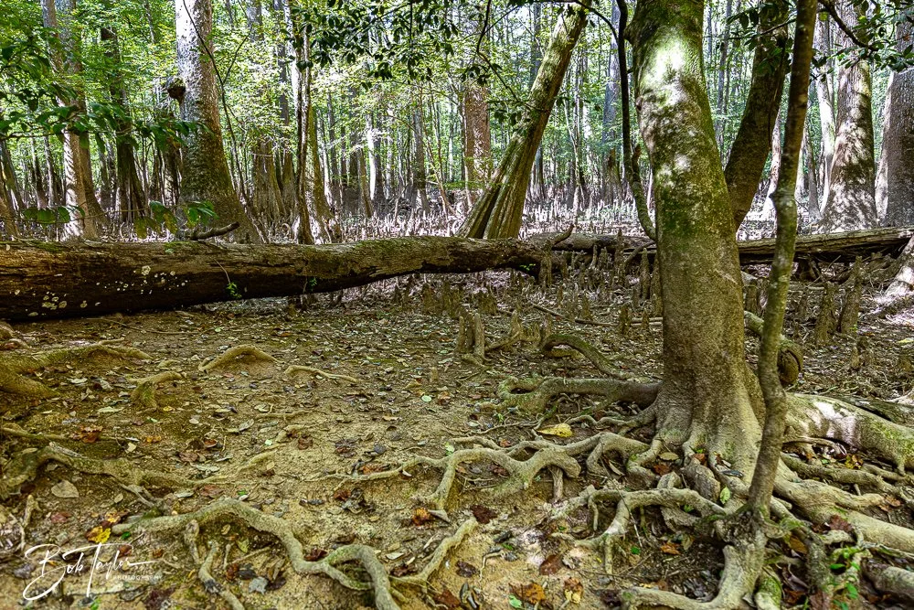 20250925-Congaree -15.jpg