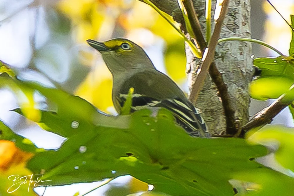 20250925-Congaree -5.jpg