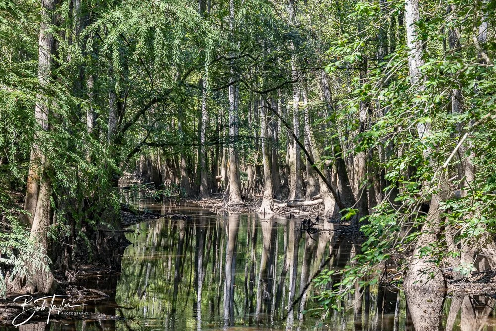 20250925-Congaree -28.jpg