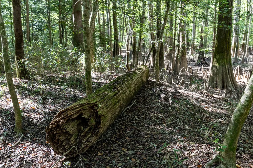 20250925-Congaree -20.jpg