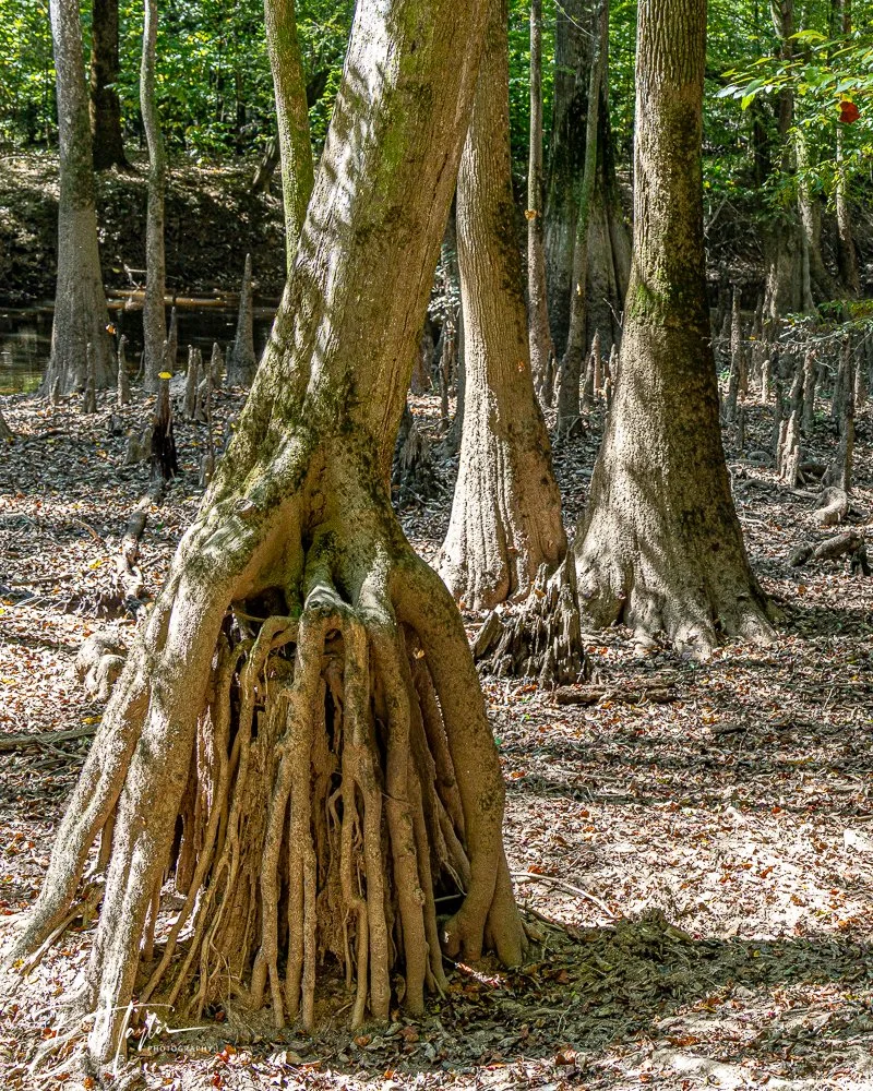 20250925-Congaree -29.jpg