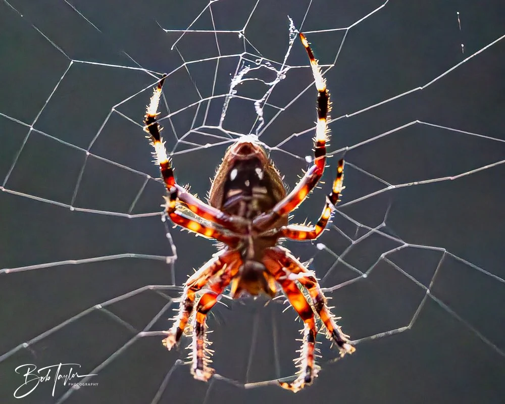 20250925-Congaree -2.jpg